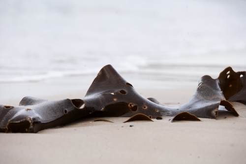 Close up of seaweed on a beach with small waves in background - Australian Stock Image