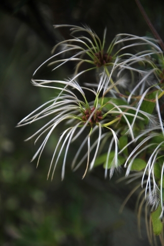 Close up of seed head on the clematis plant - Australian Stock Image