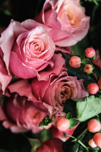 Close up of  several pink roses and rose hip
