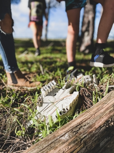 Close up of Sheep skull lying on ground amongst logs and grass with people standing behind - Australian Stock Image