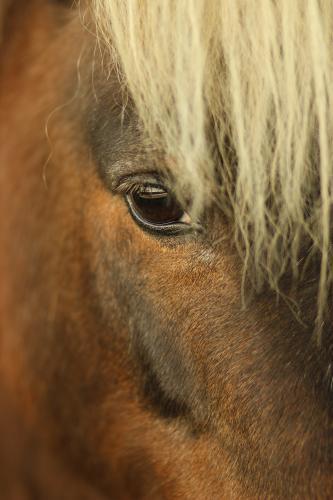 Close up of Shetland pony at the local show