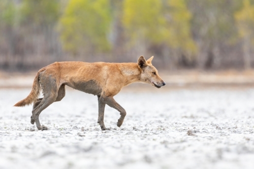 Close up of shot of a dog dingo - Australian Stock Image
