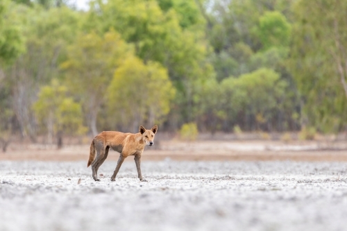 Close up of shot of a dog dingo - Australian Stock Image