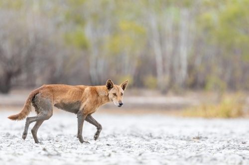 Close up of shot of a dog dingo - Australian Stock Image