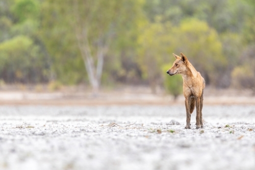Close up of shot of a dog dingo - Australian Stock Image