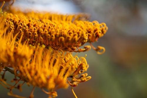Close up of Silky Oak flowers - Australian Stock Image