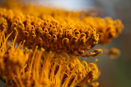 Close up of Silky Oak flowers - Australian Stock Image