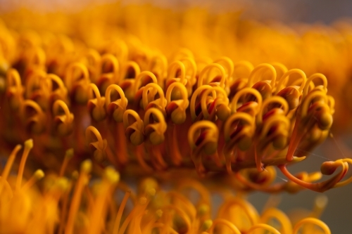 Close up of Silky Oak flowers - Australian Stock Image