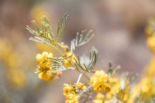 Close-up of silver cassia flowers - Australian Stock Image