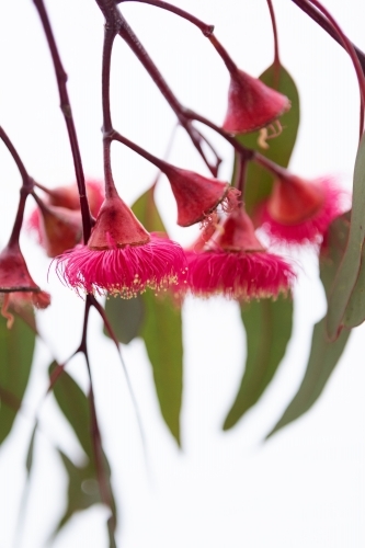 Close up of silver princess flowering - Australian Stock Image
