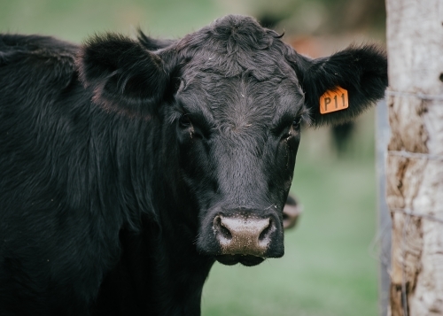 Close-up of single black cow with orange ear tag - Australian Stock Image