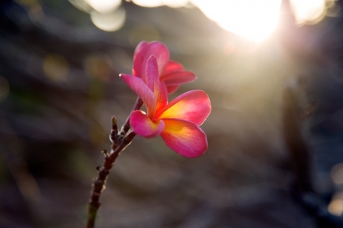 Close up of single pink frangipani flower - Australian Stock Image