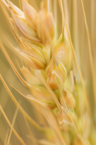 Close up of single ripening wheat stalk - Australian Stock Image