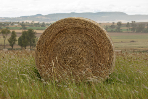 Close up of single round hay bale in a green paddock with long grasses and overcast sky - Australian Stock Image