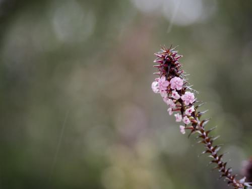 Close up of small pink wildflower with blurry background - Australian Stock Image