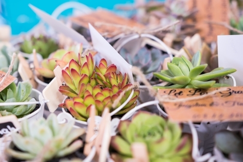 Close-up of small succulent plants in pots with notes attached