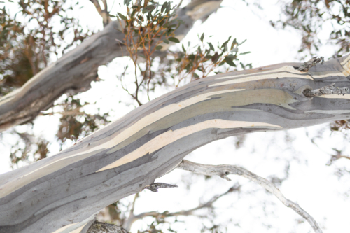 close up of snow gums at Perisher, Snowy Mountains Australia - Australian Stock Image