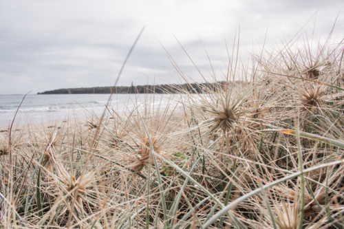 Close up of spinifex plants with ocean in background - Australian Stock Image