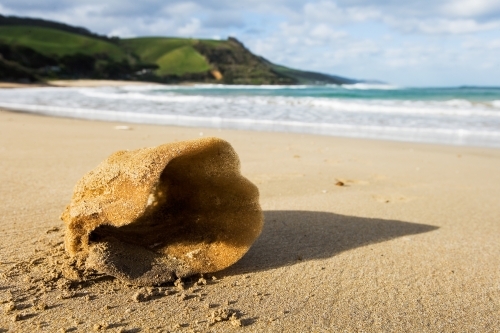 Close up of sponge on beach - Australian Stock Image