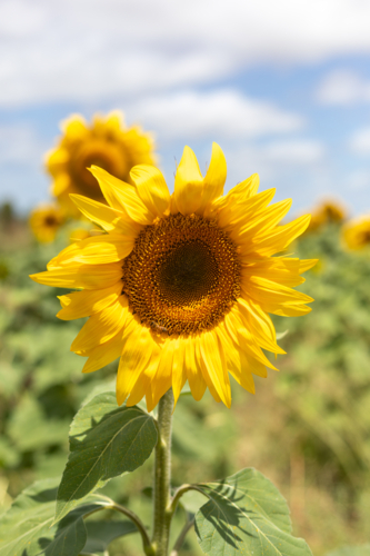 Close up of Sunflower stalk in green field with blue sky - Australian Stock Image