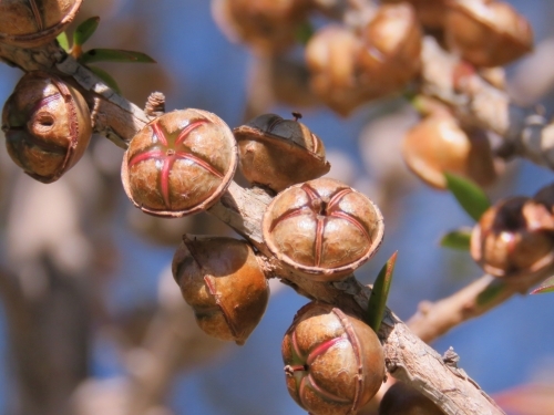 Close up of tea tree fruit/seed capsules with bokeh blue sky - Australian Stock Image
