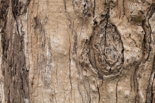 Close up of textured bark on a gum tree - Australian Stock Image