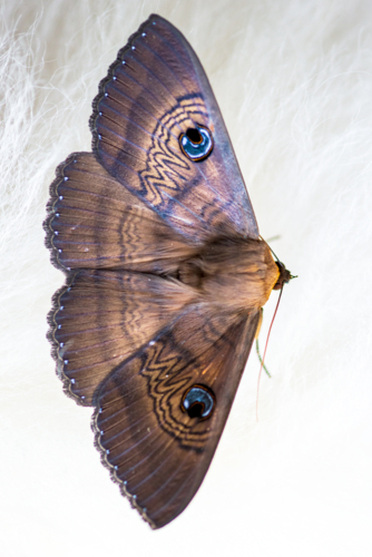 Close-up of the eyed cup moth, highlighting intricate wing patterns and vivid blue eyespots - Australian Stock Image