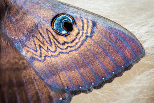 Close-up of the eyed cup moth, highlighting intricate wing patterns and vivid blue eyespots - Australian Stock Image