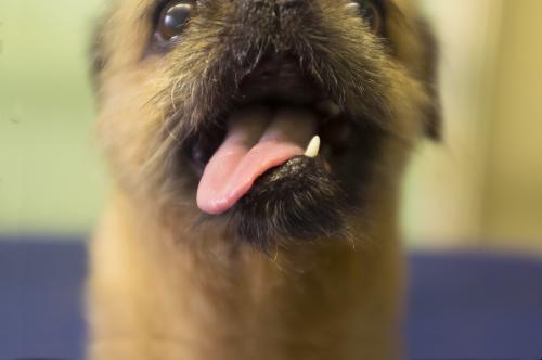 Close up of the happy mouth of a Brussells Griffon dog. - Australian Stock Image