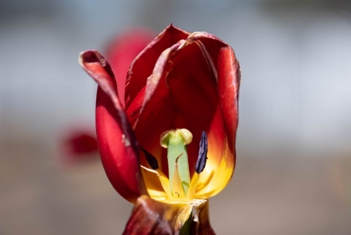 Close up of the inside of a red tulip
