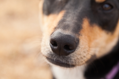 Close up of the nose of a dog - Australian Stock Image