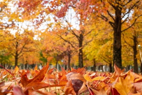 Close up of the orange autumn leaves on the ground - Australian Stock Image