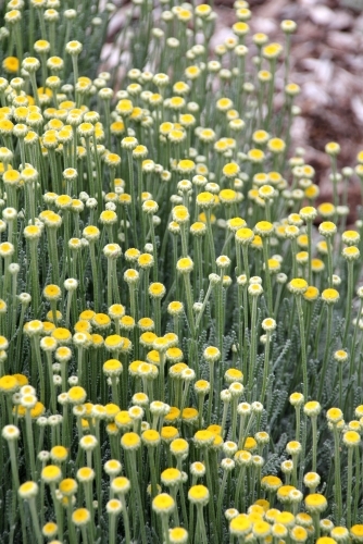 Close up of the santolina plant - Australian Stock Image