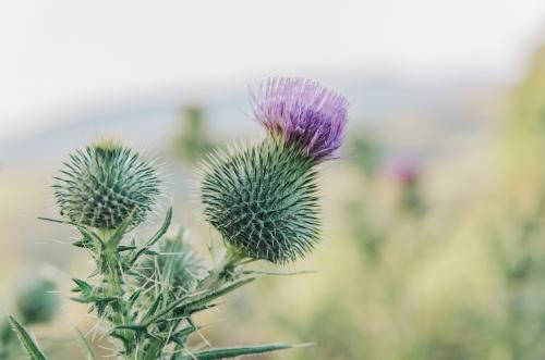 Close up of Thistle flowers - Australian Stock Image