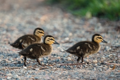 Close-up of three pacific black duck ducklings walking together - Australian Stock Image