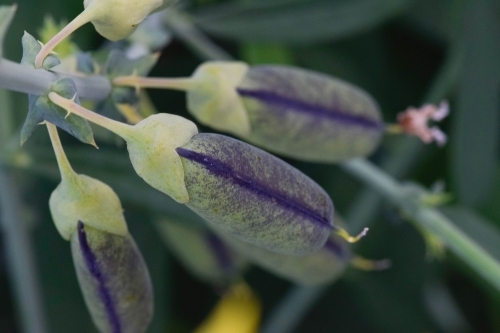 Close up of three purple and green flower seed pods