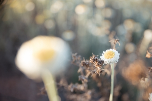 Close-up of tiny flowers - Australian Stock Image