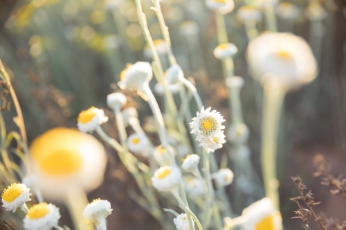 Close-up of tiny flowers in sunlight - Australian Stock Image