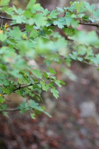 Close up of tree branch - Australian Stock Image