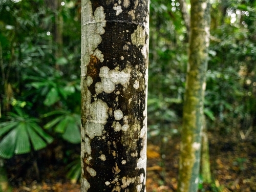 Close-up of tree trunk in rainforest - Australian Stock Image