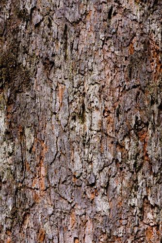 Close up of tree trunk with rough cracked purple bark - Australian Stock Image