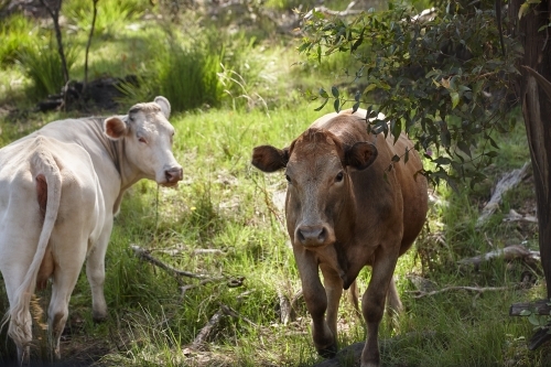 Close up of two cows on rural property - Australian Stock Image