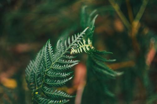 Close up of two ferns intertwined - Australian Stock Image