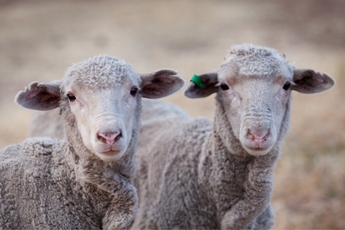 Close up of two young merino ewes