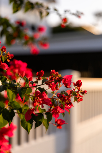 Close‑up of vibrant pink bougainvillea flowers basking in warm sunlight over white fence - Australian Stock Image