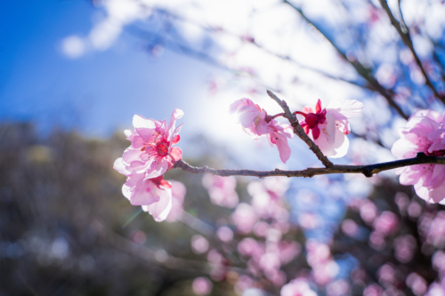 Close-up of vibrant pink spring blossoms on tree branch with soft background bokeh in Perth - Australian Stock Image