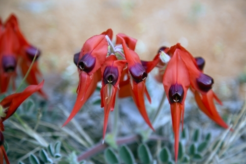 Close up of vivid red Sturt Desert Pea flowers - Australian Stock Image