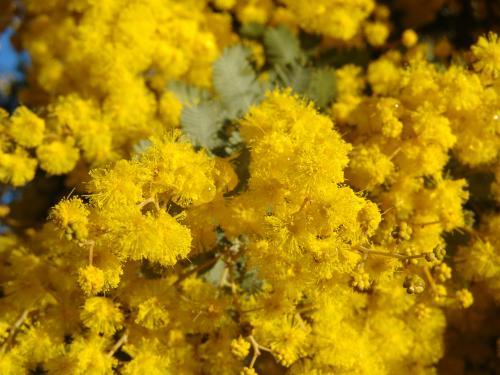 Close up of wattle blossoms