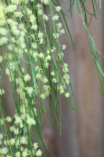 Close up of wattle in flower - Australian Stock Image