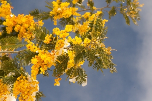 Close up of wattle tree branch with snow against blue sky - Australian Stock Image